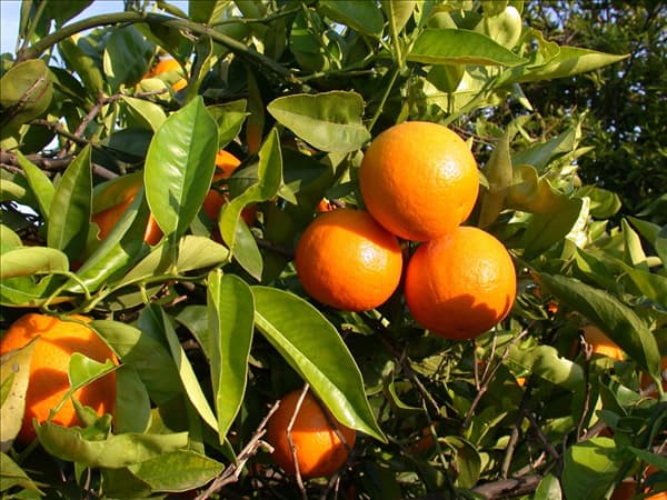 Citrus sinensis