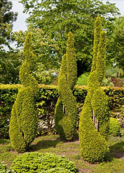 Thuja occidentalis 'Smaragd', Spirale