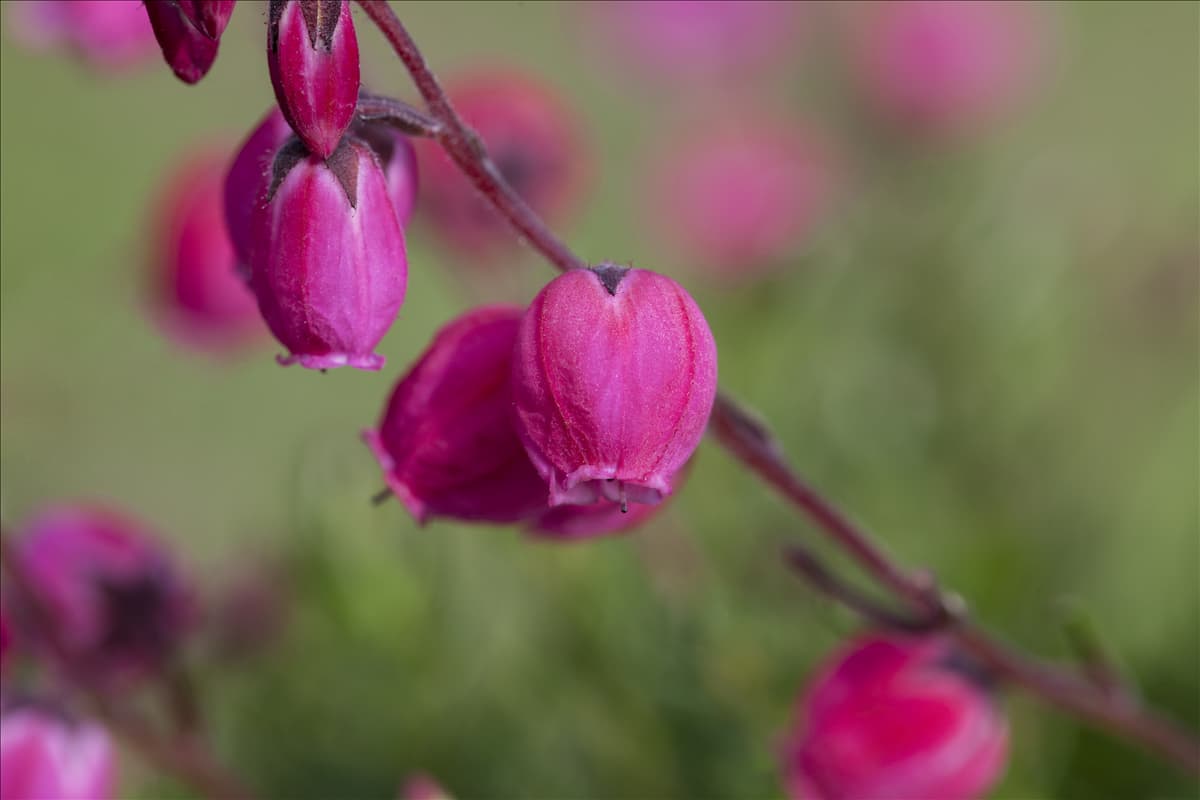 Daboecia cantabrica, rosa