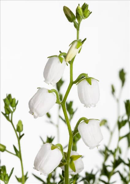Daboecia cantabrica 'Irish Princess'