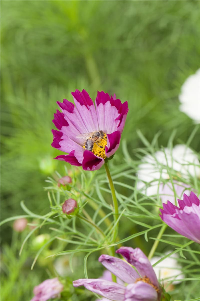Cosmos bipinnatus