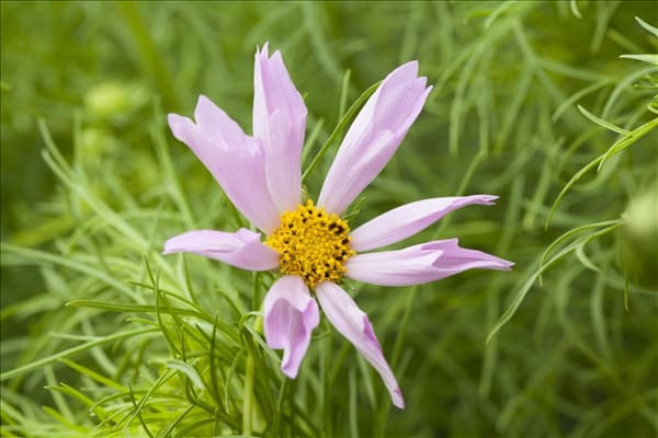 Cosmos bipinnatus