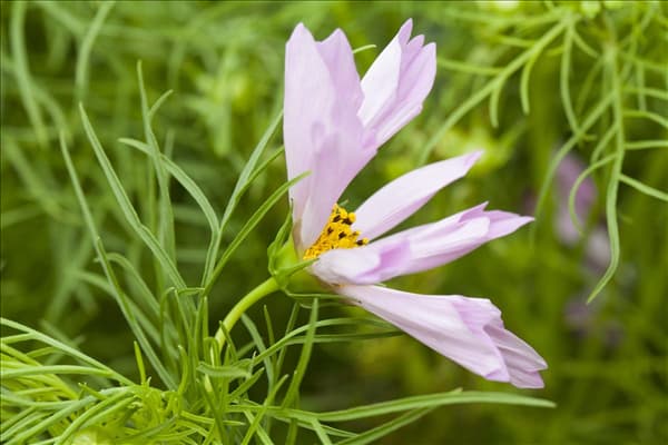 Cosmos bipinnatus