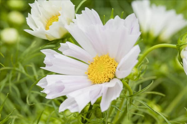 Cosmos bipinnatus