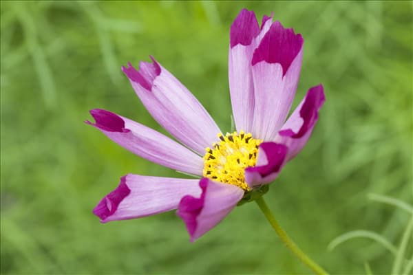 Cosmos bipinnatus