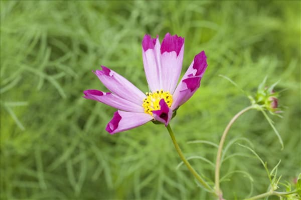 Cosmos bipinnatus