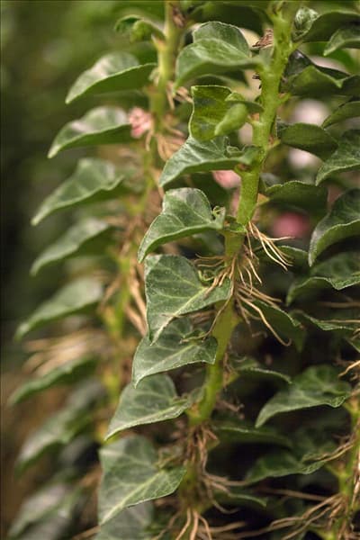 Hedera helix 'Erecta'