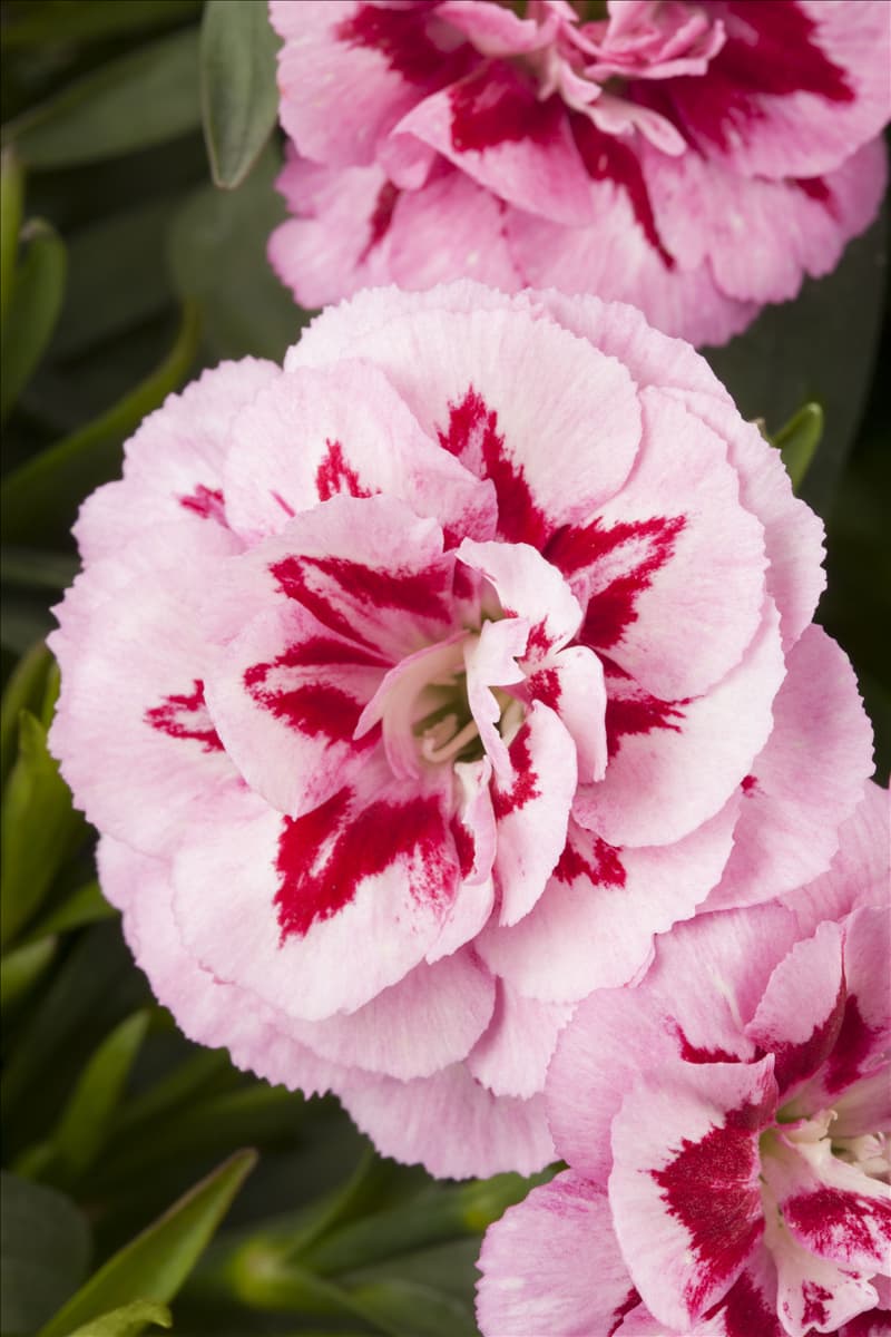 Dianthus caryophyllus 'Oscar'®