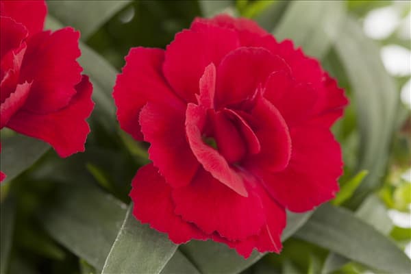 Dianthus caryophyllus 'Oscar'®