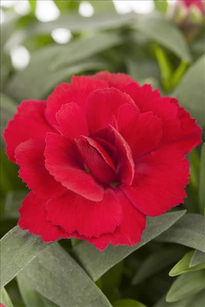 Dianthus caryophyllus 'Oscar'®