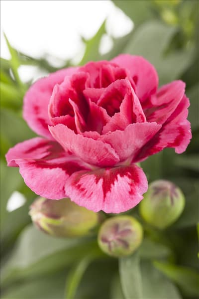 Dianthus caryophyllus 'Oscar'®