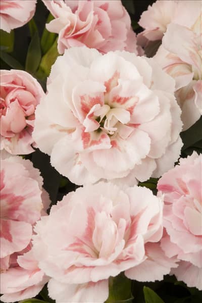 Dianthus caryophyllus 'Oscar'®