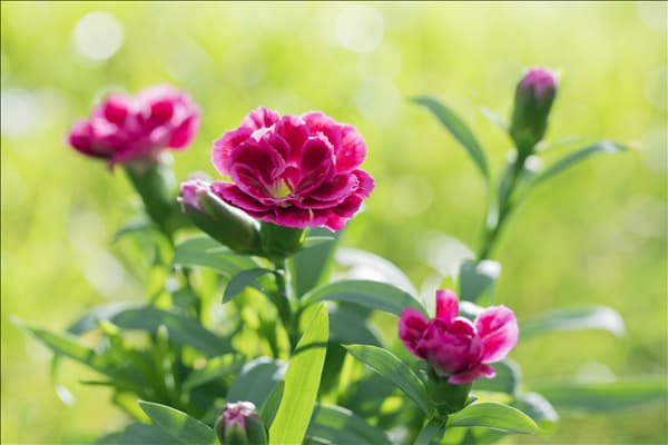 Dianthus caryophyllus 'Oscar'®