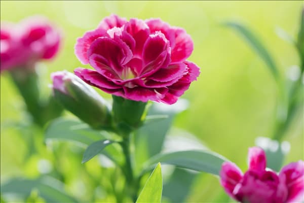 Dianthus caryophyllus 'Oscar'®