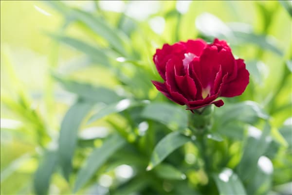 Dianthus caryophyllus 'Oscar'®