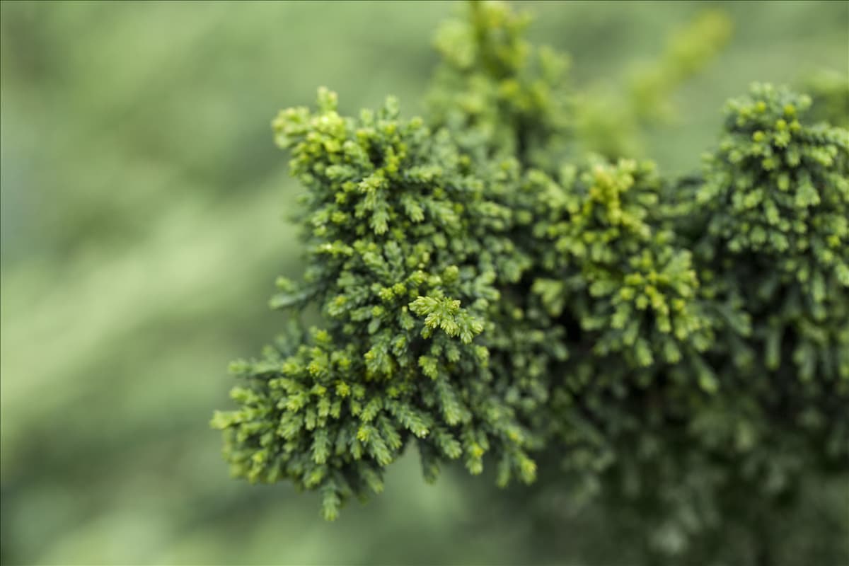 Chamaecyparis obtusa 'Chirimen'