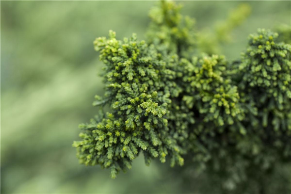 Chamaecyparis obtusa 'Chirimen'