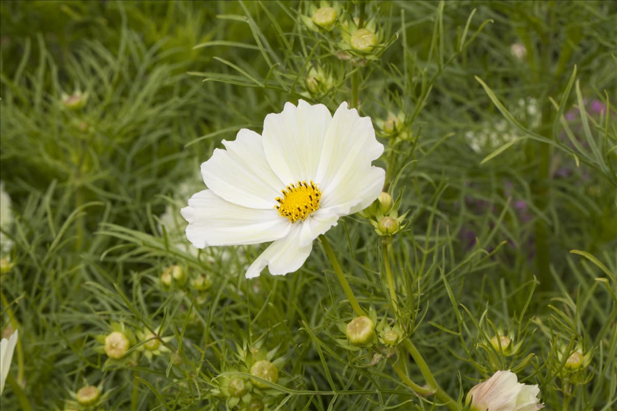 Cosmos bipinnatus 'Sunset Yellow'