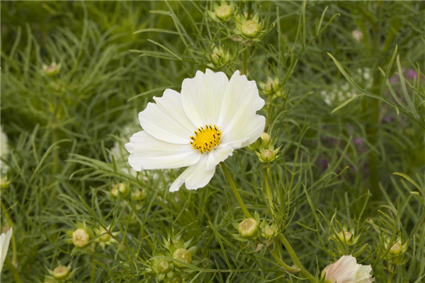 Cosmos bipinnatus 'Sunset Yellow'