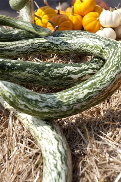 Cucurbita moschata
