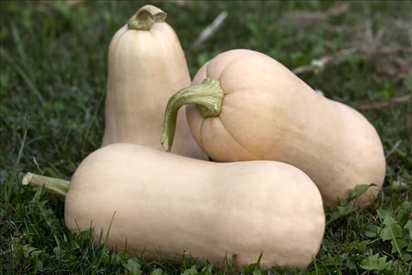 Cucurbita moschata
