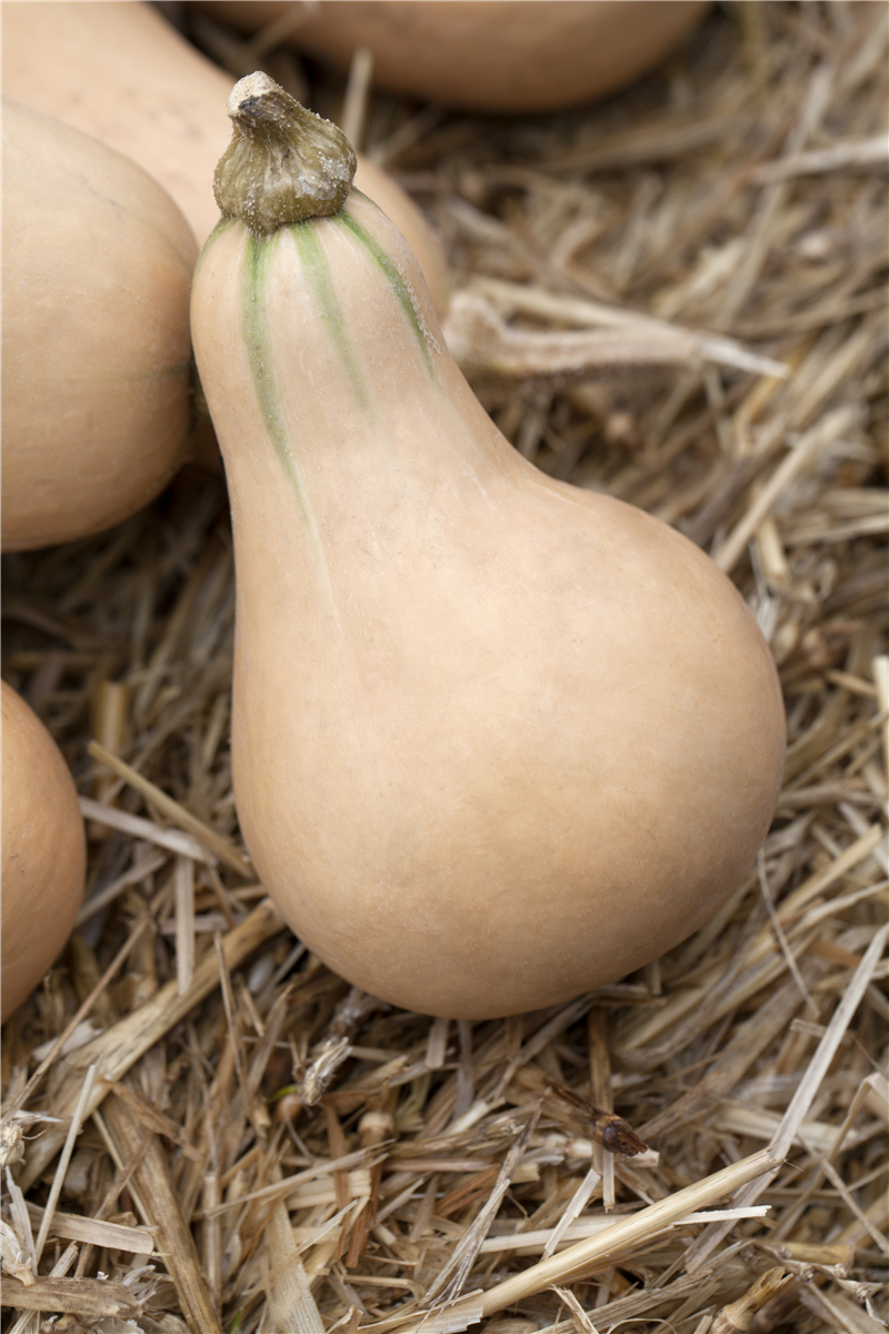 Cucurbita moschata 'Butternut'