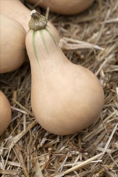 Cucurbita moschata 'Butternut'