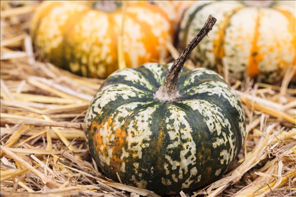 Cucurbita moschata