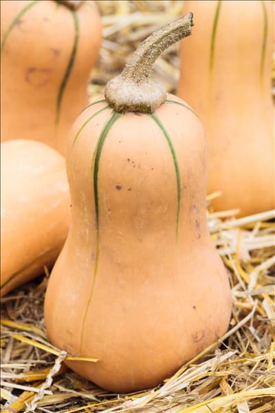 Cucurbita moschata