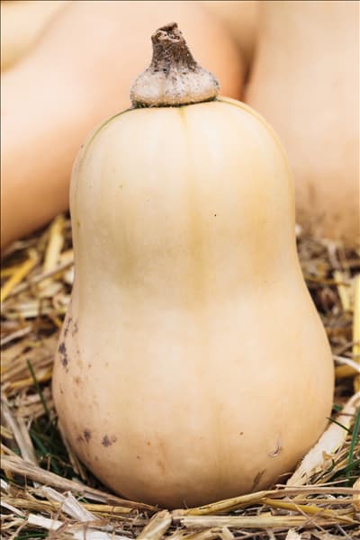Cucurbita moschata