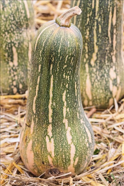 Cucurbita moschata