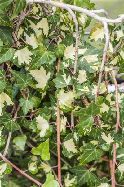 Hedera helix 'Goldheart'