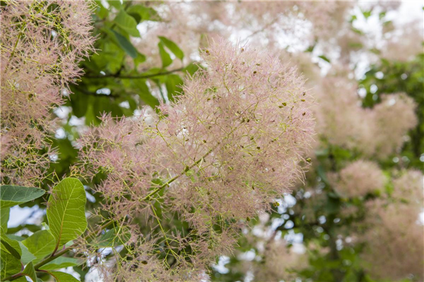 Cotinus coggygria
