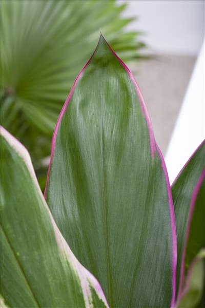 Cordyline fruticosa