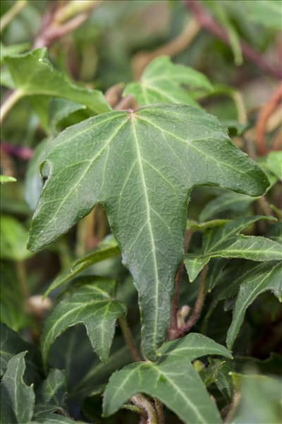 Hedera helix