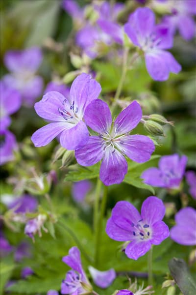 Geranium pratense