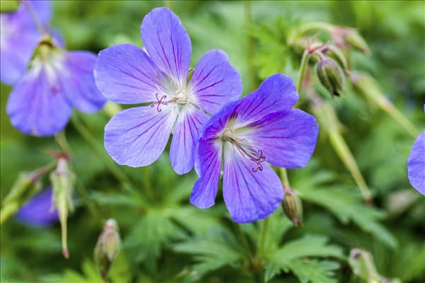 Geranium pratense