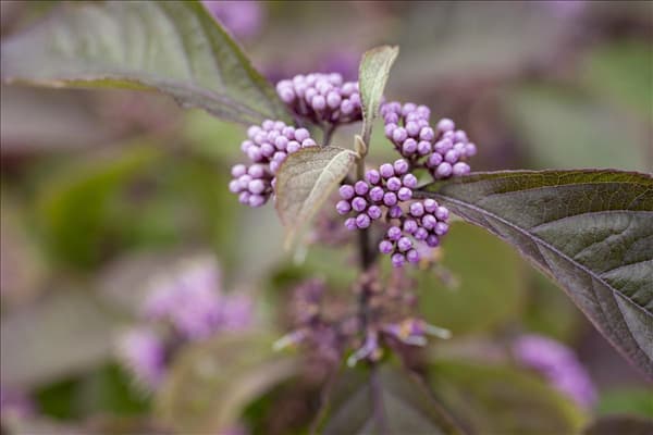 Callicarpa bodinieri var. giraldii 'Profusion'
