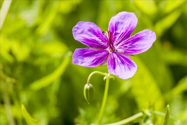 Geranium pratense