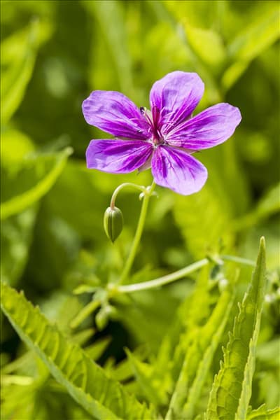 Geranium pratense