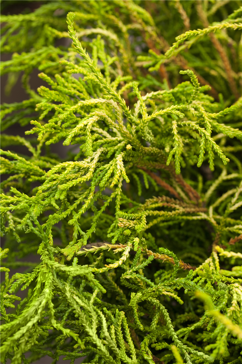 Chamaecyparis obtusa