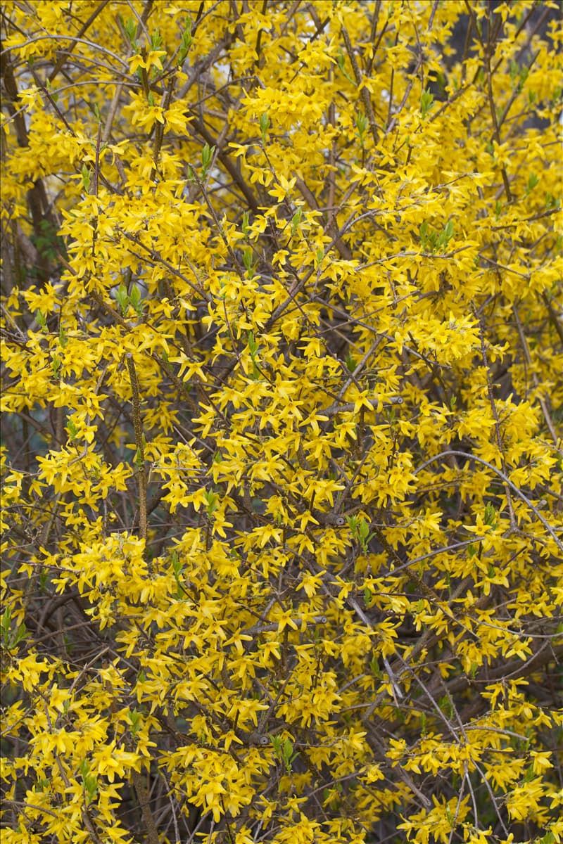 Forsythia x intermedia 'Lynwood'