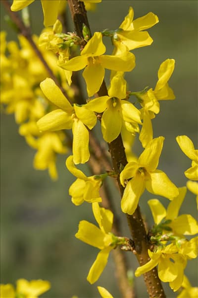 Forsythia x intermedia 'Mindor'®