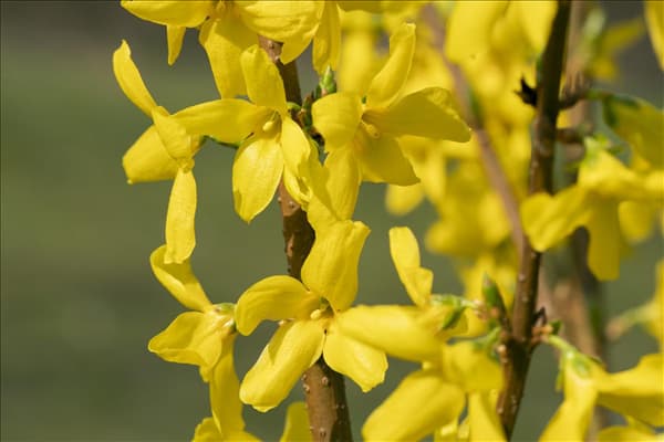 Forsythia x intermedia 'Lynwood'