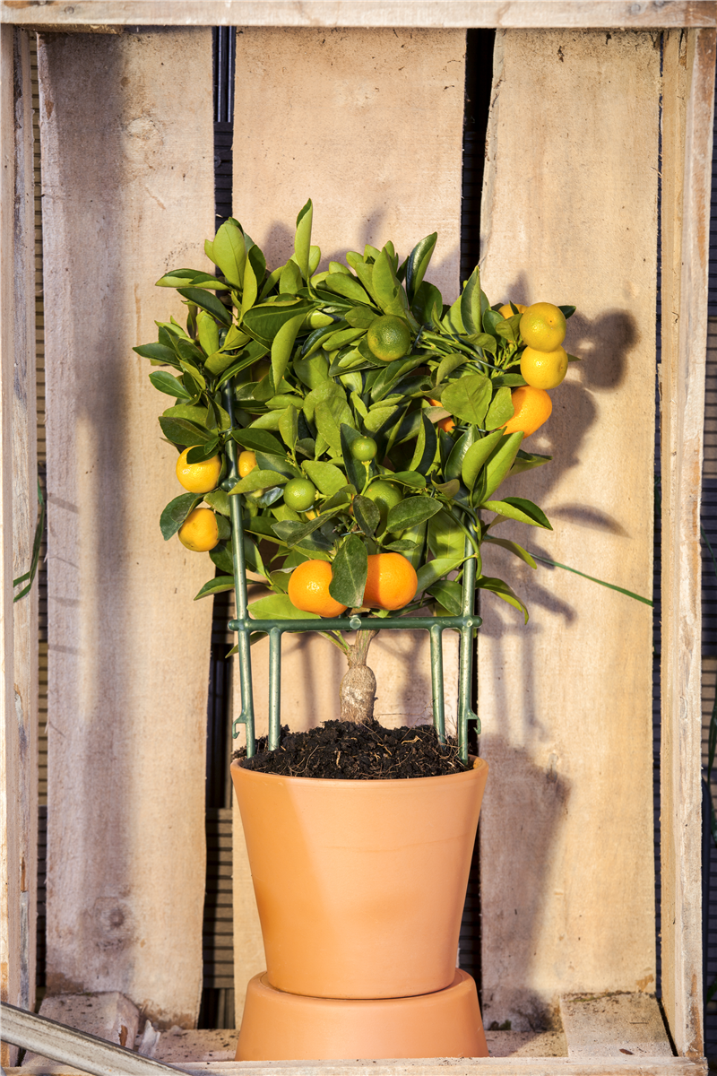 Citrus sinensis