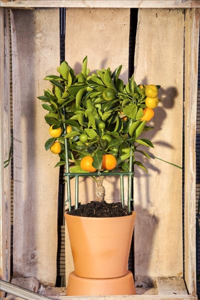 Citrus sinensis
