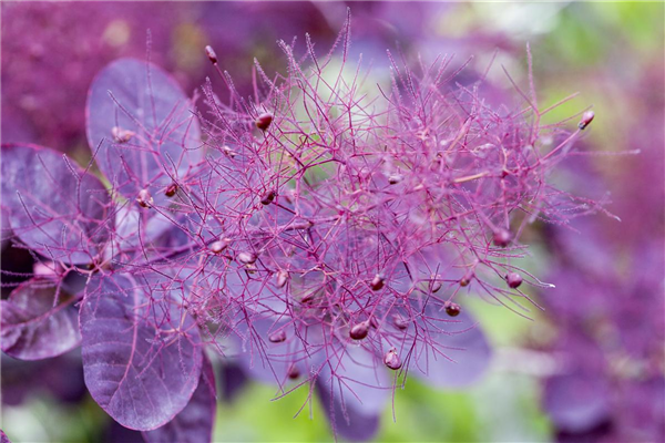 Cotinus coggygria 'Dusky Maiden'(s)