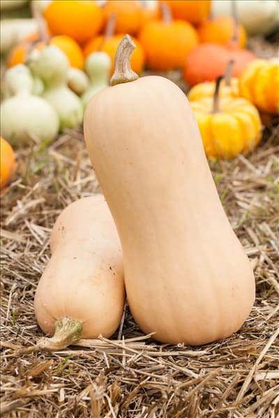 Cucurbita moschata 'Butternut'