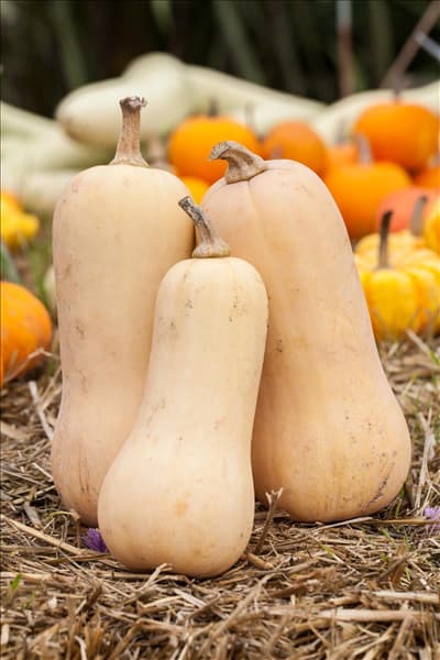 Cucurbita moschata 'Butternut'