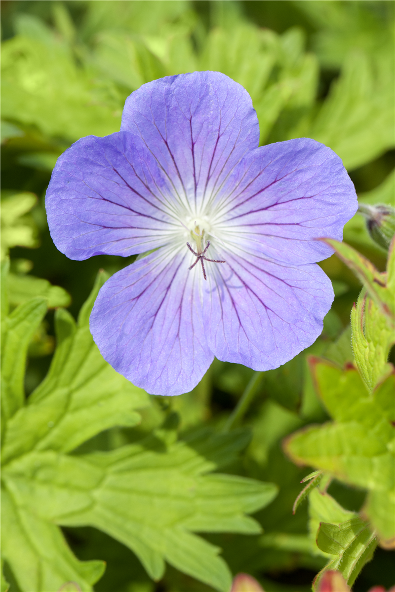 Geranium pratense 'Johnson´s Blue'
